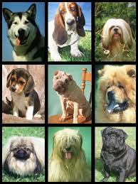 dog breeds pictures