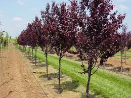 pictures of different plum trees