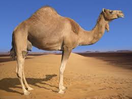 هـــــــل تـعــلــــم ان Arabian-Camel