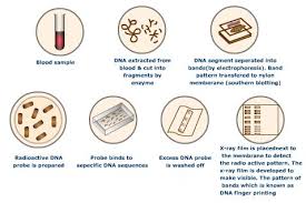 dna finger printing