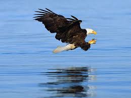 bald eagle images