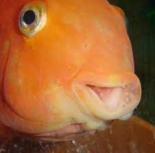 jelly bean cichlid