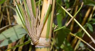 bamboo alphonse karr