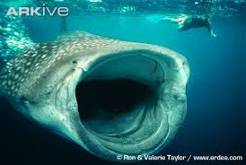 whale shark pictures