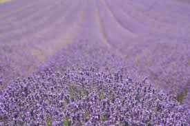 lavanda