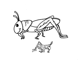 grass hopper