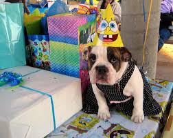 dog bday party