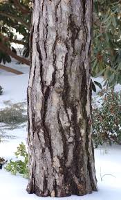 austrian pine