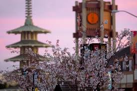 Cherry blossoms in Japantown: