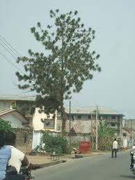 coniferous trees pictures