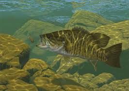 smallmouth bass