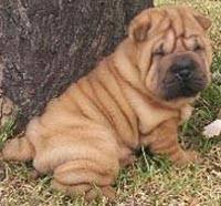 shar pei puppies for sale