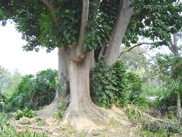 phytolacca