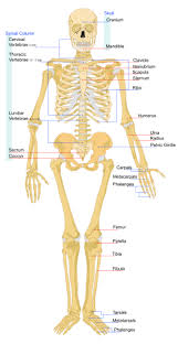 skeleton images