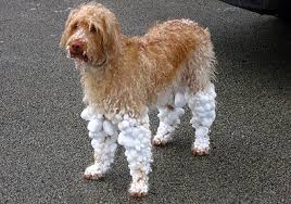 funny socks