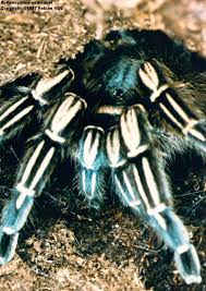 aphonopelma seemanni