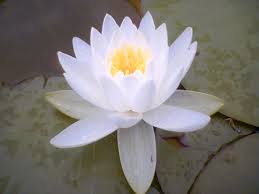 lotus flower petals