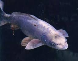 fish video