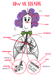 breathing system of human body
