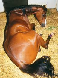 equine colic