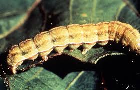 photos caterpillars