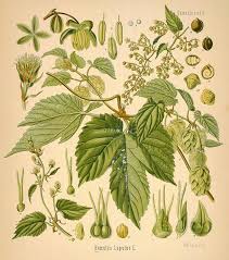 hop vines