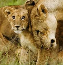 lions pics