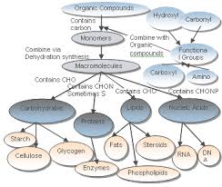 concept map for biology