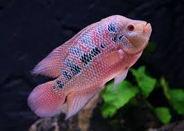 flowerhorn fish