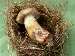 birds nest