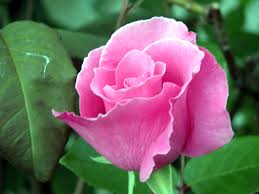 ولا احلى من زهور الربيع A-beautiful-mccartney-rose-in-my-backyard1