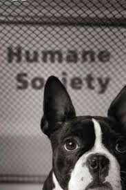 human society