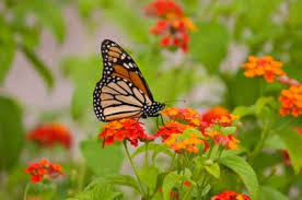 butterfly gardening