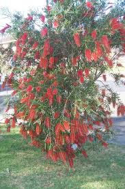 bottlebrush flower