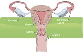uterus cancer