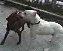 peleas de pitbull