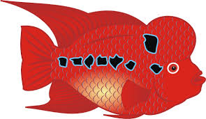 flowerhorn fish