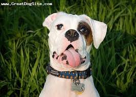 white boxer images