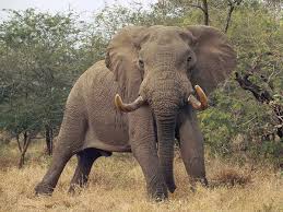 elephants national geographic