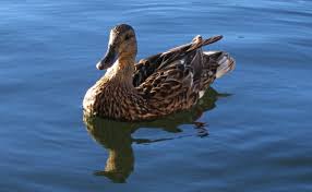 TV Duck watches too much TV.