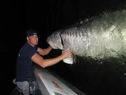 largest caught fish