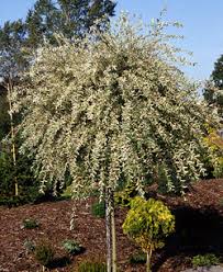 dappled willow tree