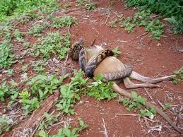 snake eat human