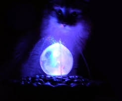 magic cat