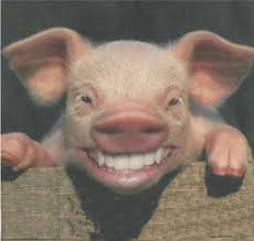 smiling_pig-12445.jpg