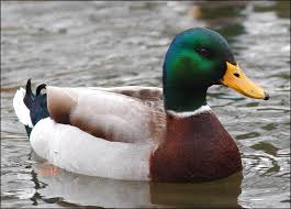 gambar bebek