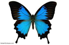 butterfly wall papers