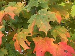 sugar maple tree photos