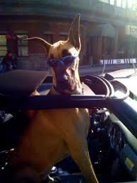 marmaduke the movie