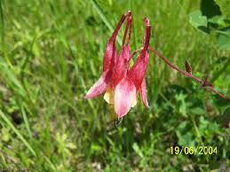 columbine plants